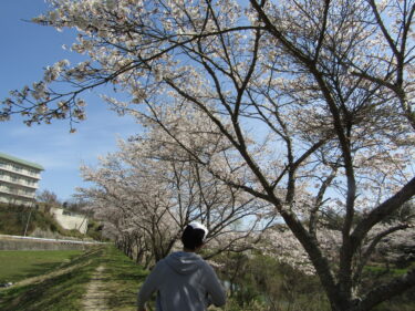 桜【東山荘】